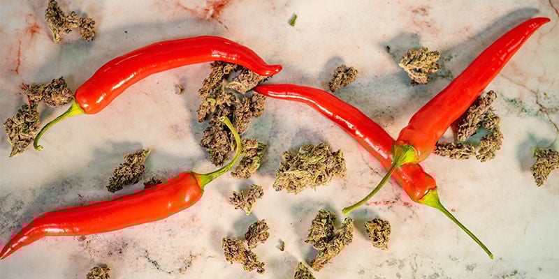 As plantas de canábis e os pimentos picantes têm algo em comum?