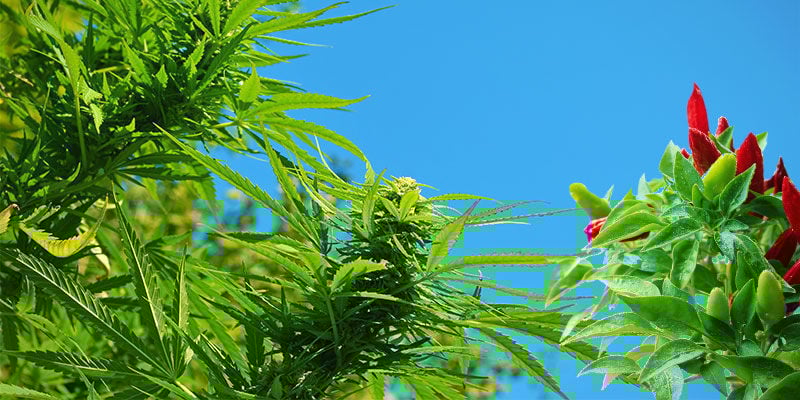 Quais são os benefícios das malaguetas no cultivo conjunto?