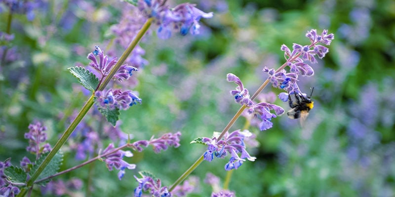 MELHORES ERVAS PARA PREPARAR AS SUAS PRÓPRIAS TINTURAS DE ERVAS - CATNIP