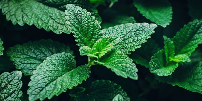 AS MELHORES ERVAS PARA FAZER AS SUAS PRÓPRIAS TINTURAS NATURAIS - HORTELÃ-PIMENTA