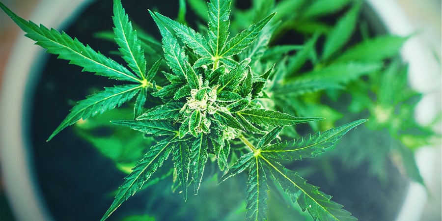 Variedades Sativa