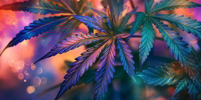 A ciência por trás do THC e dos efeitos semelhantes aos psicadélicos
