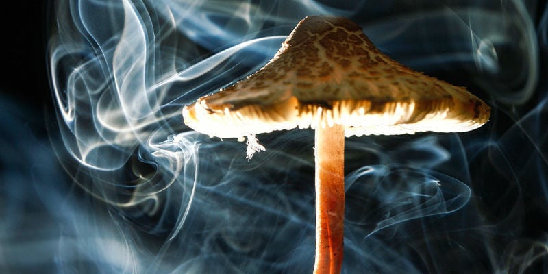 COMO FUMAR COGUMELOS