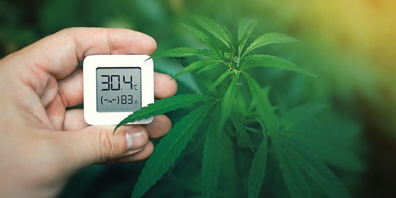 Temperatura: Mude a Cor dos Botões de Cannabis