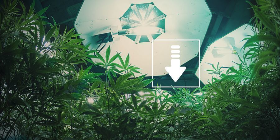 Cannabis: Menos horas de luz por dia