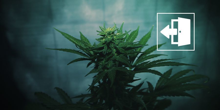 Forçar floração do cannabis no exterior