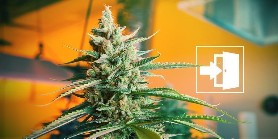 Cultivar Cannabis no Interior