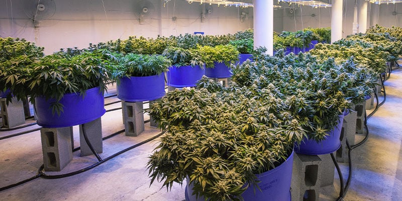 Evitar o estiramento das plantas de canábis: mantenha espaço adequado entre as plantas
