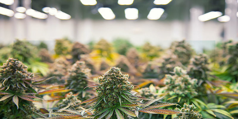 Razões para o estiramento das plantas de canábis: fatores ambientais