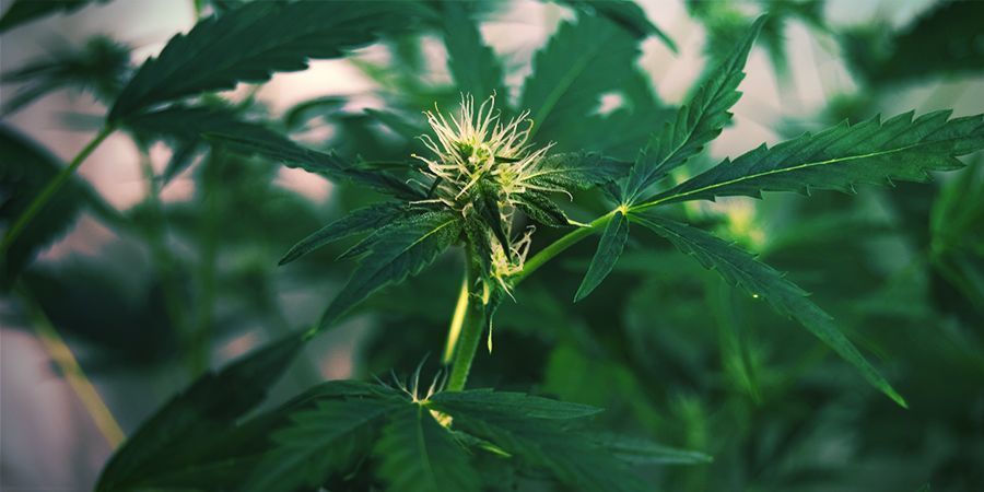 Porque é que as plantas de canábis esticam: Stretch de floração