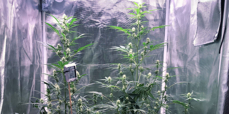 Como evitar que as plantas de canábis estiquem