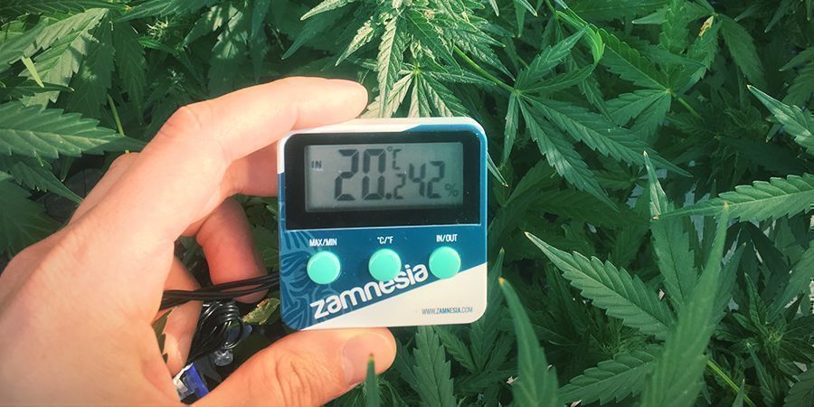 Evitar o estiramento das plantas de canábis: mantenha a temperatura sob controlo