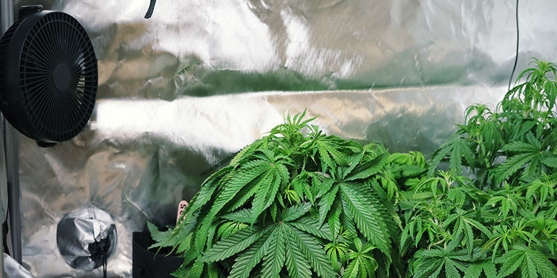 Prevenir o estiramento das plantas de canábis: promover a circulação de ar