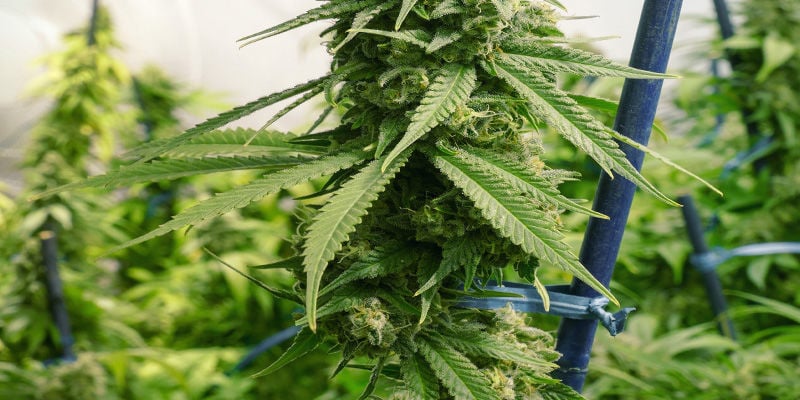 Fixar/Apoiar Plantas de Cannabis Esticadas: Estacas