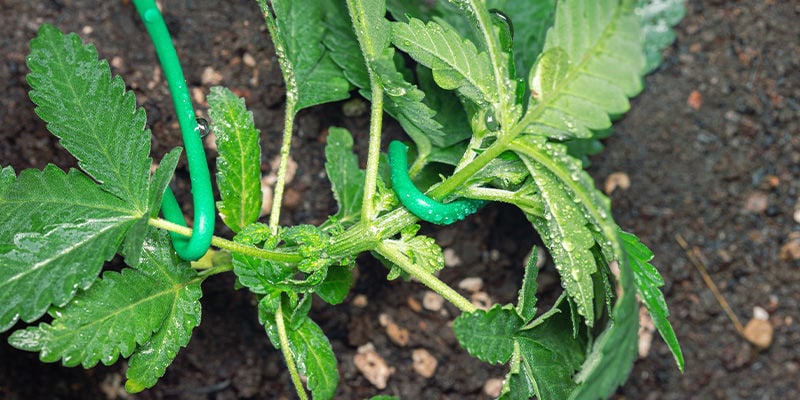 Evitar que plantas de canábis estiquem: Treinar plantas