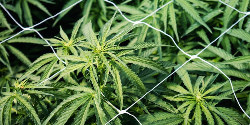 Fixar/Apoiar plantas de canábis altas: Treliças