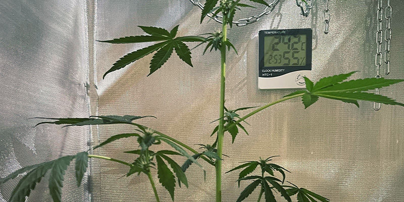 Porque é indesejável o estiramento das plantas de canábis