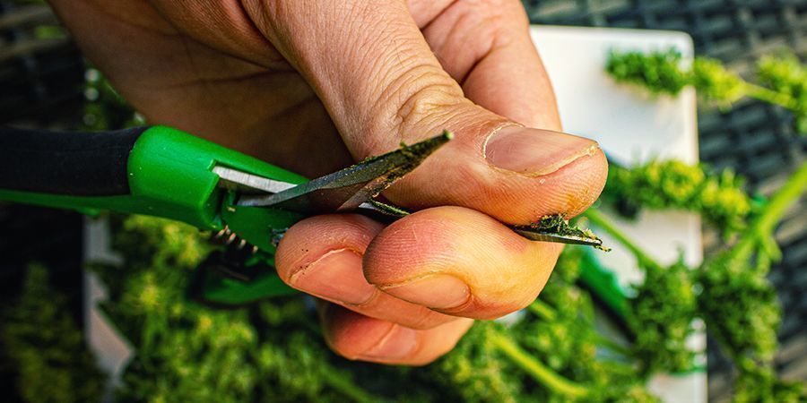 O que fazer contra os dedos pegajosos de cannabis conclusão