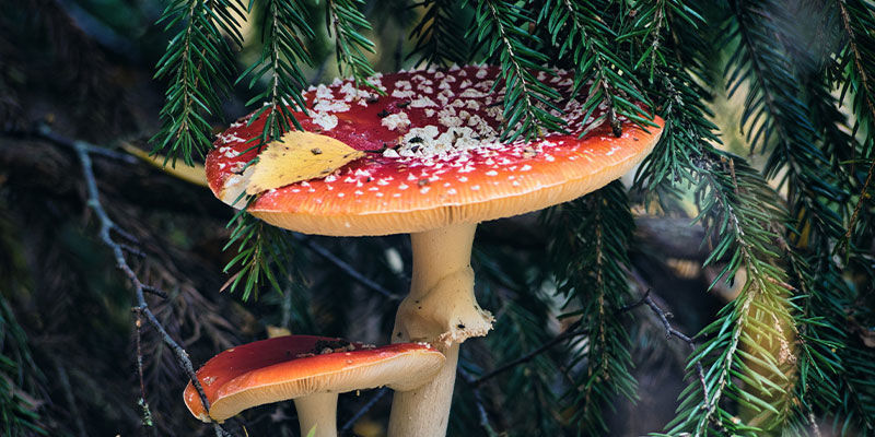 4 formas como os cogumelos mágicos podem ter influenciado o Natal