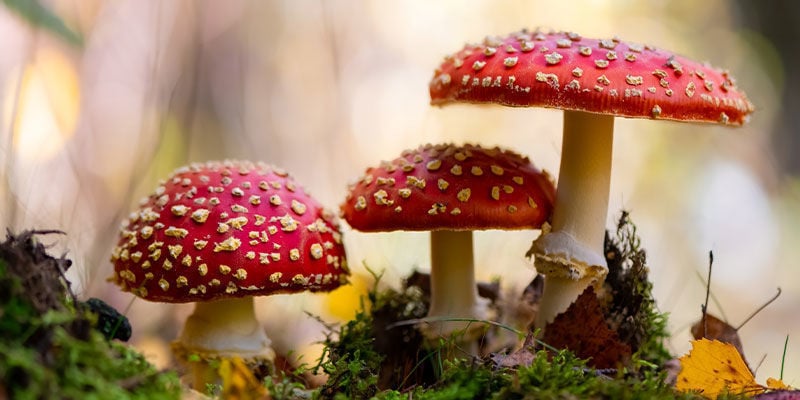 O que é o cogumelo Amanita muscaria (fly agaric)?