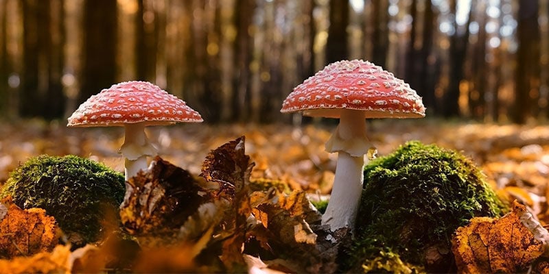 Onde encontrar Amanita muscaria?