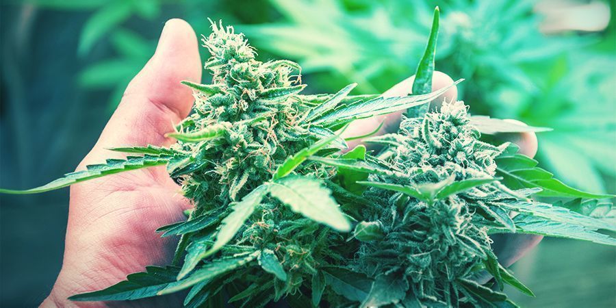 CBD OU VARIEDADES COM THC?