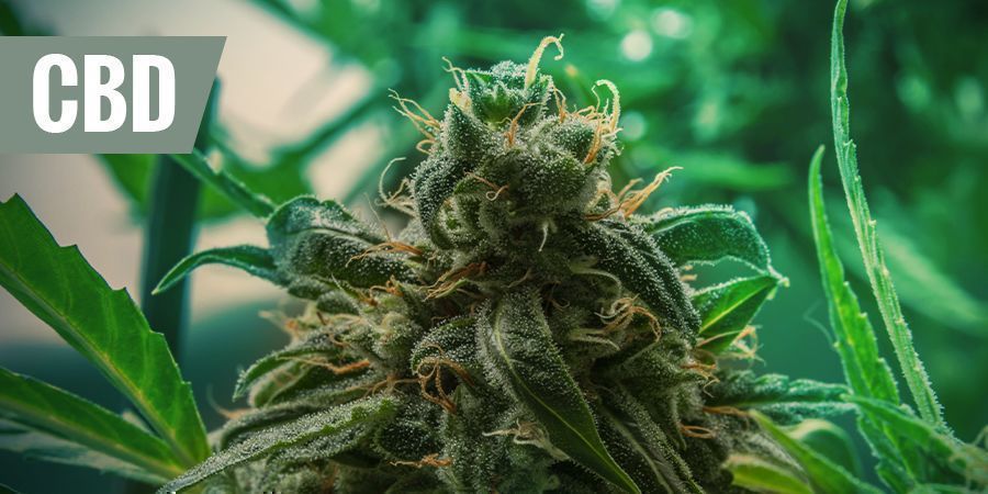 AS MELHORES GENÉTICAS MEDICINAIS DE CBD PARA ALÍVIO DA DOR