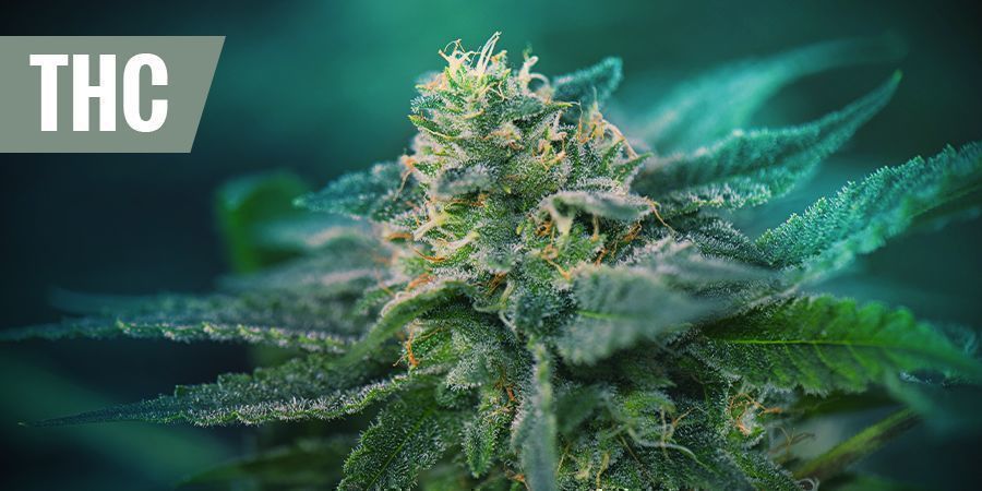 AS MELHORES VARIEDADES DE THC PARA ALÍVIO DA DOR
