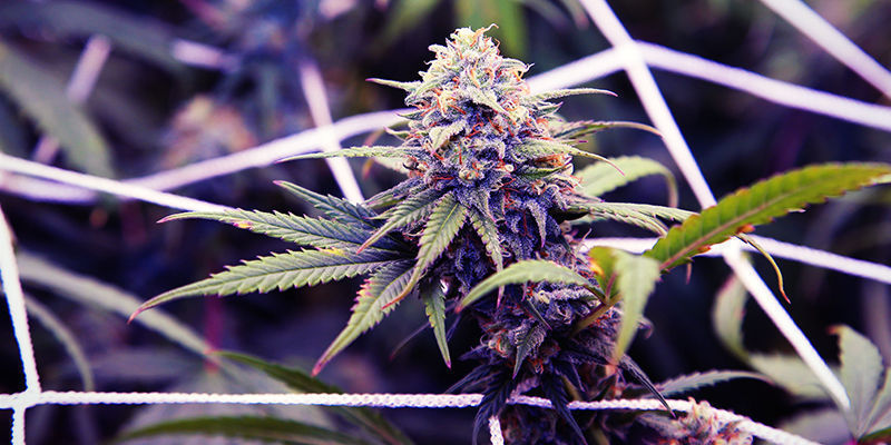 Como cultivar canábis roxa
