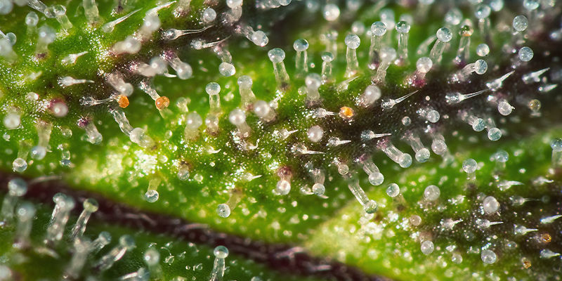 Tricomas de canábis roxos