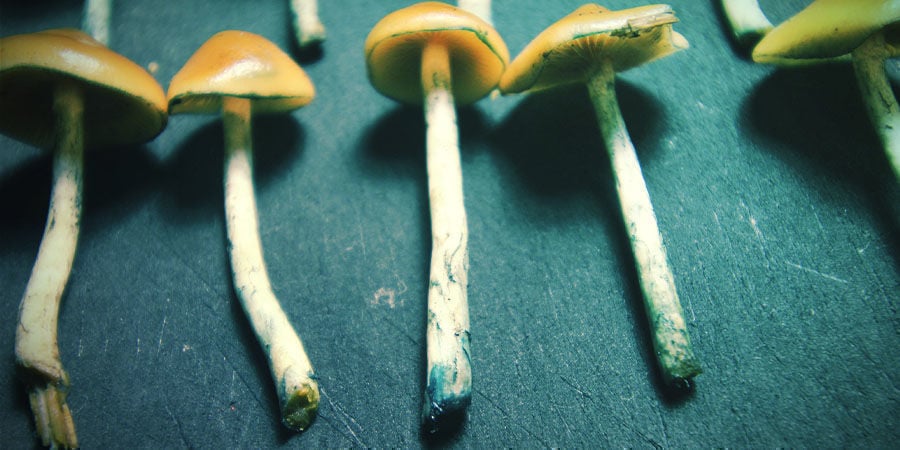 Secagem e armazenagem de Psilocybe azurescens