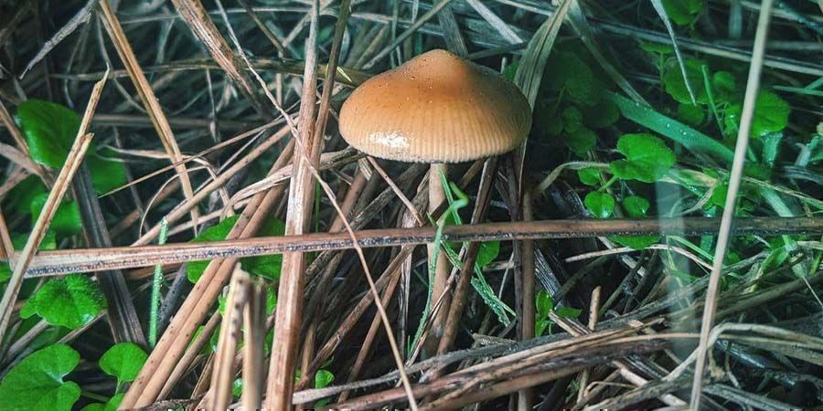 Como cultivar Psilocybe azurescens