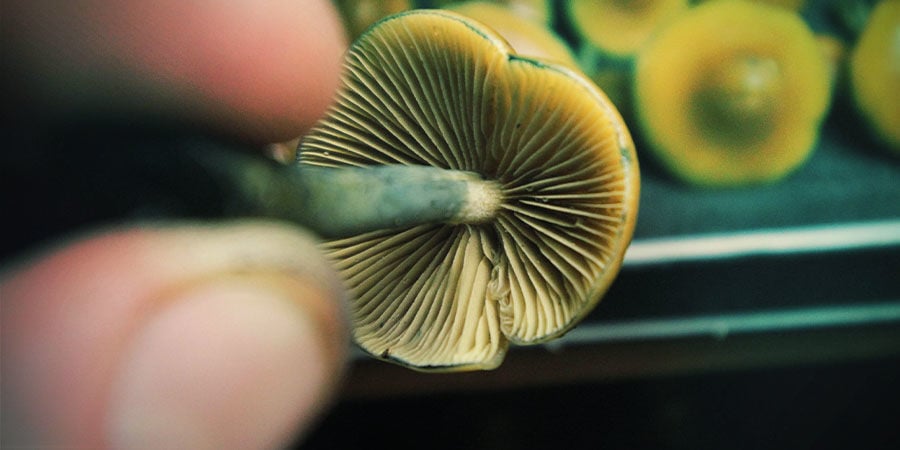 Como Dosear Psilocybe Azurescens
