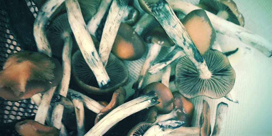Quando e como colher Psilocybe azurescens