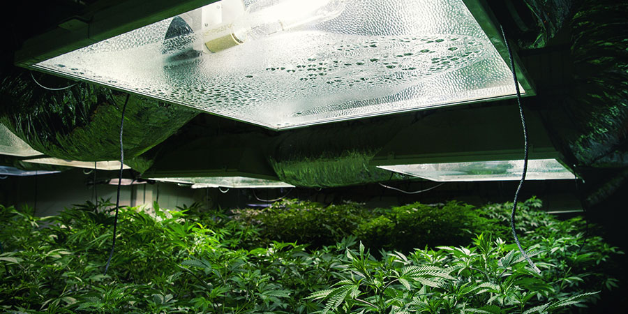 Iluminação Cannabis