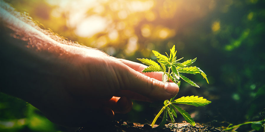 Topping e Fimming Cannabis