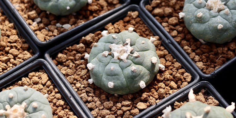 A Lophophora decipiens tem mais mescalina do que a williamsii?
