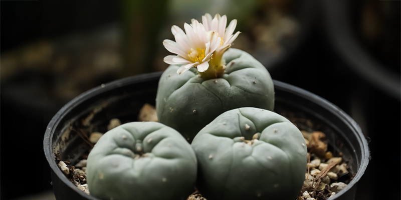 Quão rápido cresce a Lophophora decipiens?