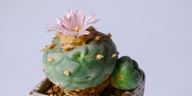 É legal cultivar Lophophora decipiens?