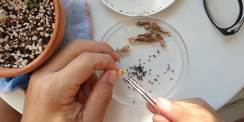 Lophophora decipiens: Perguntas frequentes
