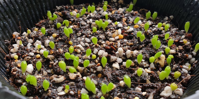 Lophophora decipiens: Rápido crescimento, fascinante e com enorme potencial