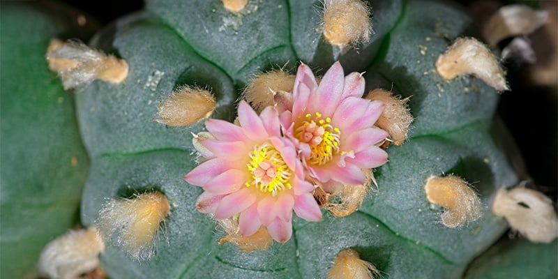 O que é Lophophora decipiens?