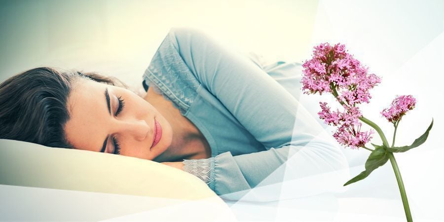 Valeriana para relaxamento e sono