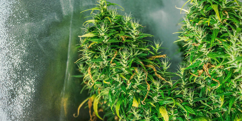 O que é o foxtailing na cannabis?