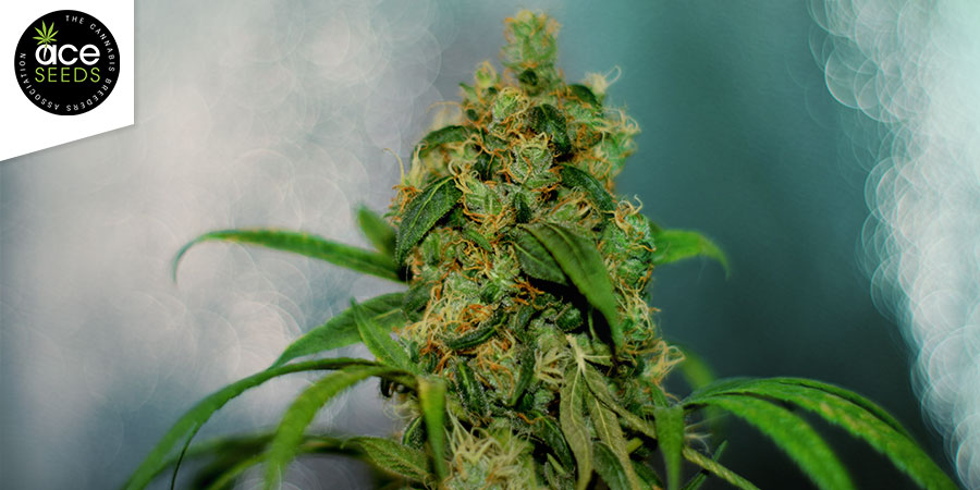Orient Express (Ace Seeds) Feminizada