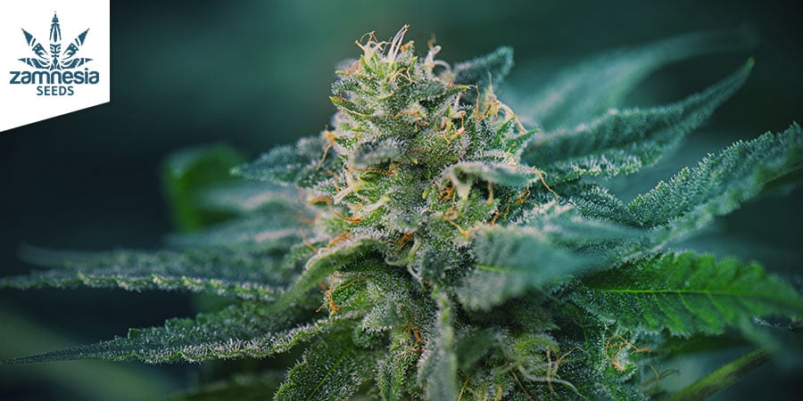 Super Silver Haze (Zamnesia Seeds) Feminizada