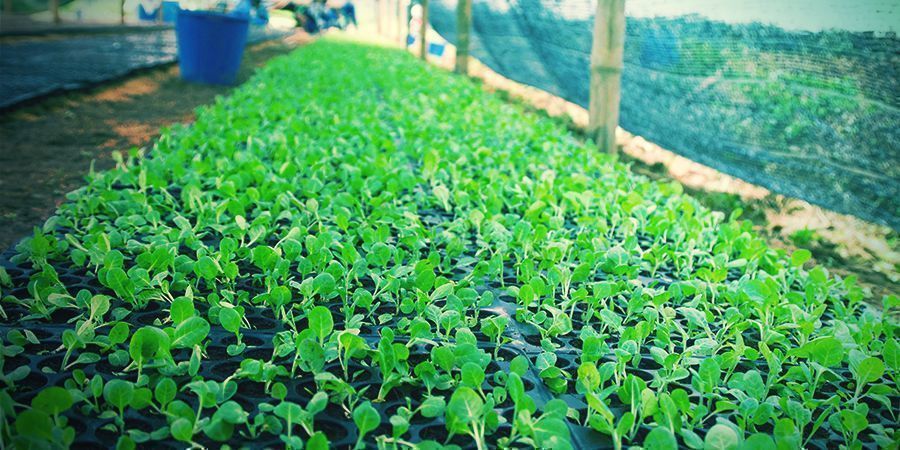 Aprenda os passos para cultivar tabaco em casa