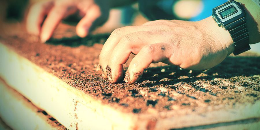 Plantação e transplantação do tabaco