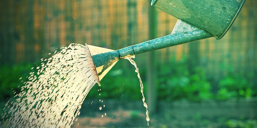 Forneça a quantidade certa de fertilizante e água