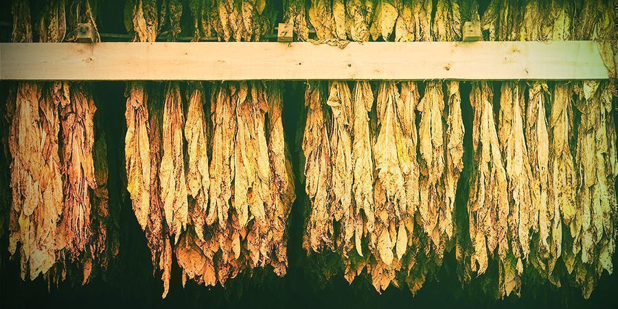 Hora de colher e secar as suas plantas